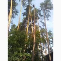 Видалення та спил дерев у Києві та Київській області