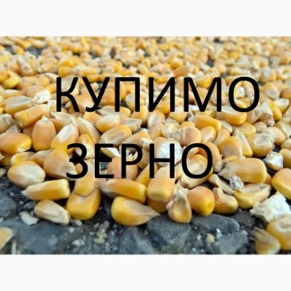 Закуповуємо відходи кукурудзи (вологу кукурудзу, чи не кондицію) по Дніпропетровській обл