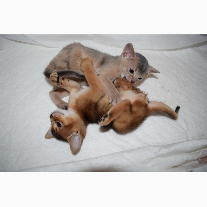 Фото 2. Абиссинские кошки