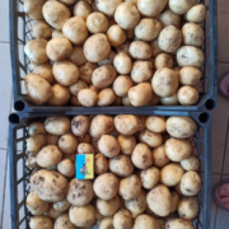 Картопля оптом товарна і насіння сорт Рів#039;єра, Арізона, Пікассо
