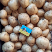 Фото 2. Картопля оптом товарна і насіння сорт Рів#039;єра, Арізона, Пікассо