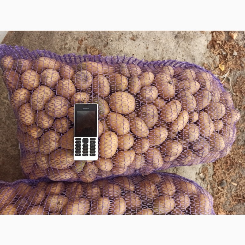 Фото 3. Картопля оптом товарна і насіння сорт Рів#039;єра, Арізона, Пікассо