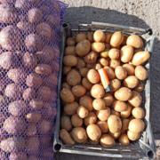 Фото 4. Картопля оптом товарна і насіння сорт Рів#039;єра, Арізона, Пікассо