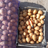 Картопля оптом товарна і насіння сорт Рів#039;єра, Арізона, Пікассо