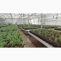 Вегетационные столы для выращивания рассады