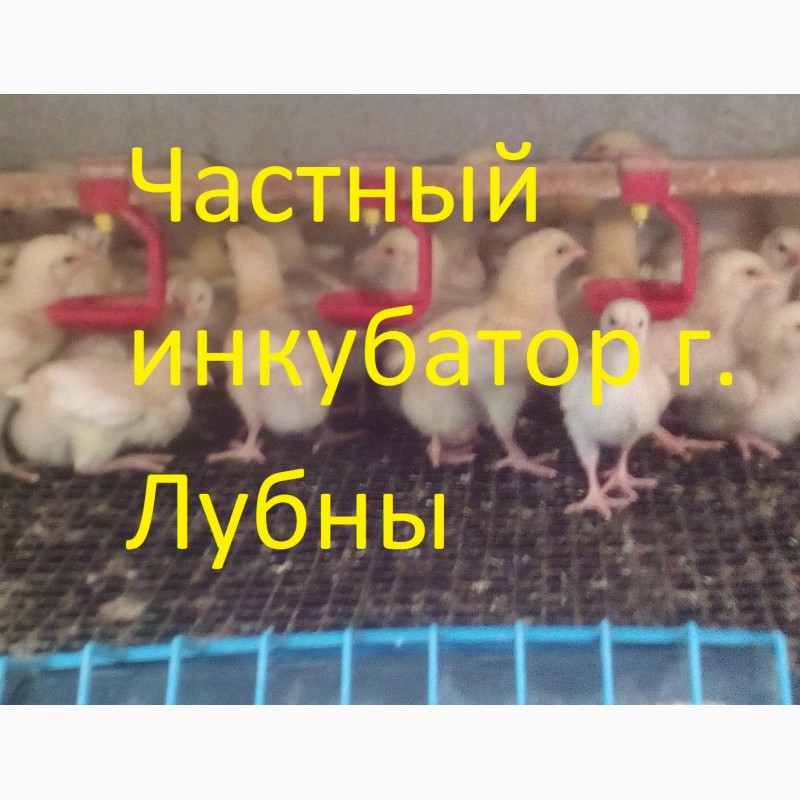 Фото 2. Подрощенные цыплята Бройлера КООБ-500