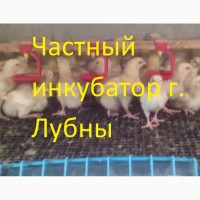 Подрощенные цыплята Бройлера КООБ-500