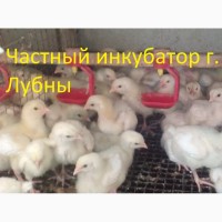 Подрощенные цыплята Бройлера КООБ-500