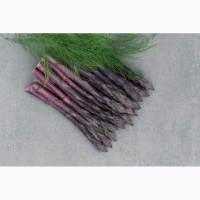 Продам саженцы спаржи фиолетовой, саженцы аспарагуса фиолетового голландского гибрида