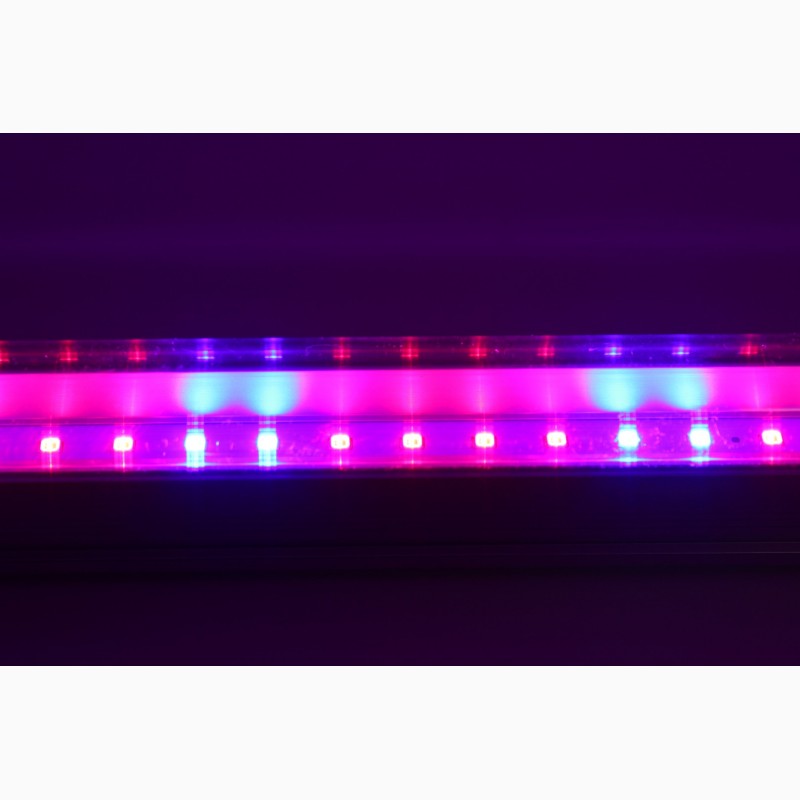 Светодиодный светильник T8-2835-0.6FS R:B=4:2 8W ( 4 красных 2 синих ФИТО свет )