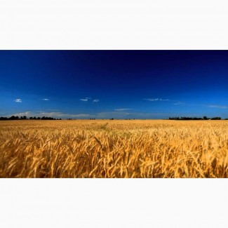 Закуповуємо пшеницю фуражну по Одесській області