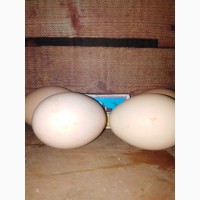 Інкубаційні яйця 18
