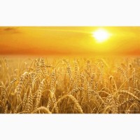 Купуємо пшеницю фуражну також 3клас по Херсонській області