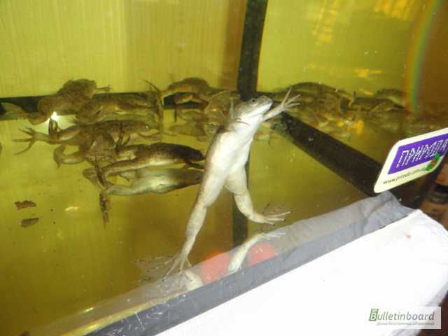 Фото 3. Аквариумная лягушка серая. Доставка по Украине