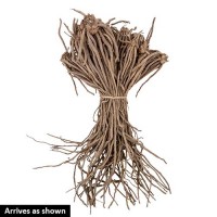Продам саджанці чоловічих гібридів спаржі, коріння аспарагусу оптом і в роздріб