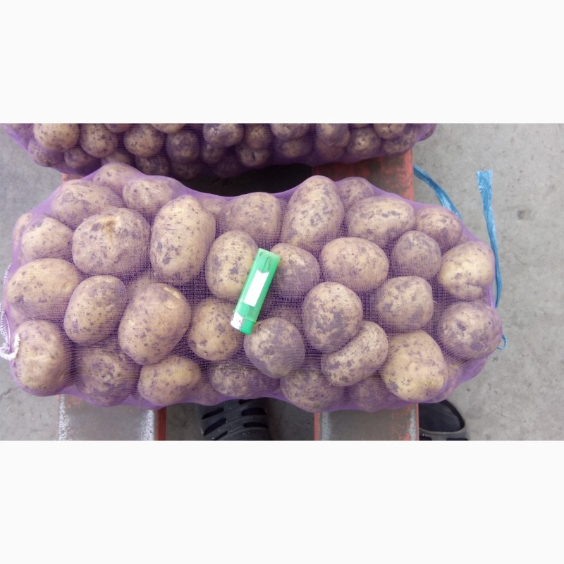 Фото 2. Фермерское хозяйство реализует картофель 19, 00 ГРН