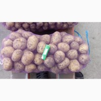 Фермерское хозяйство реализует картофель 19, 00 ГРН