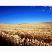 Велика компанія на вигідних умовах закуповує пшеницю