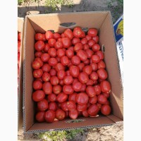Продажа помидоров сливка Американская