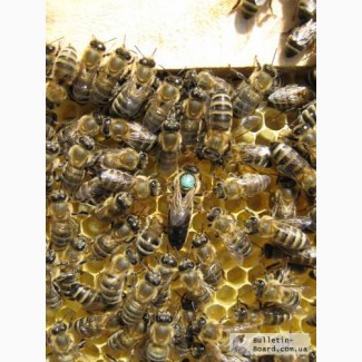 Пчёлы: Карпатка. Пчелопакеты. Пчелиные плодные матки