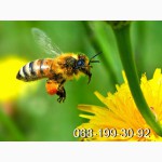 Пчёлы: Карпатка. Пчелопакеты 2023 г. Пчелиные плодные матки