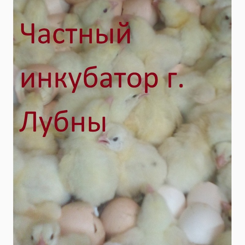 Фото 2. Суточные цыплята бройлера КОББ 500, РОС 308 и др. видов птицы
