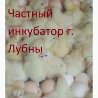 Суточные цыплята бройлера КОББ 500, РОС 308 и др. видов птицы