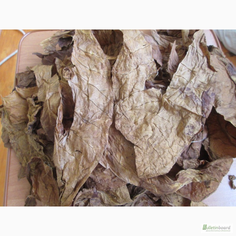 Фото 2. Табак ферментированный лапша, высшего качества.В НАЛИЧИИ СЕМЕНА 20грн-больше 2000 семян