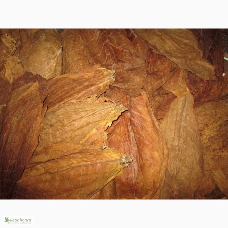Фото 3. Табак ферментированный лапша, высшего качества.В НАЛИЧИИ СЕМЕНА 20грн-больше 2000 семян