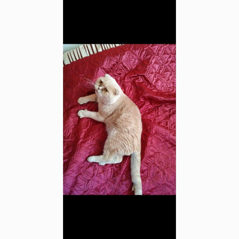 Фото 6. Продаются британские котята лилового окраса, с мрамором, пятнистые, вислоухие и прямоухие