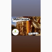 Насіння кукурудзи гібрид МАНТІКОРА (ФАО 320) (2023 рік), ТМ ВНІС