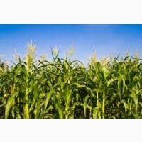 Пивиха ФАО 180 семена кукурузы