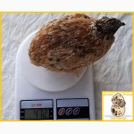 Яйца инкубационные перепела Феникс Золотистый - бройлер (селекция Франция)