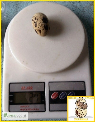 Фото 3. Яйца инкубационные перепела Феникс Золотистый - бройлер (селекция Франция)