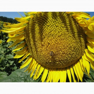 Гібриди соняшнику під класичну технологію вирощування/якісне насіння за доступною ціною