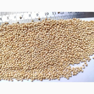 Семена просо. Padovan Niger, Омріяне, Біла Альтанка