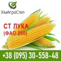 Насіння гібриду кукурудзи СТ Лука (ФАО 280)
