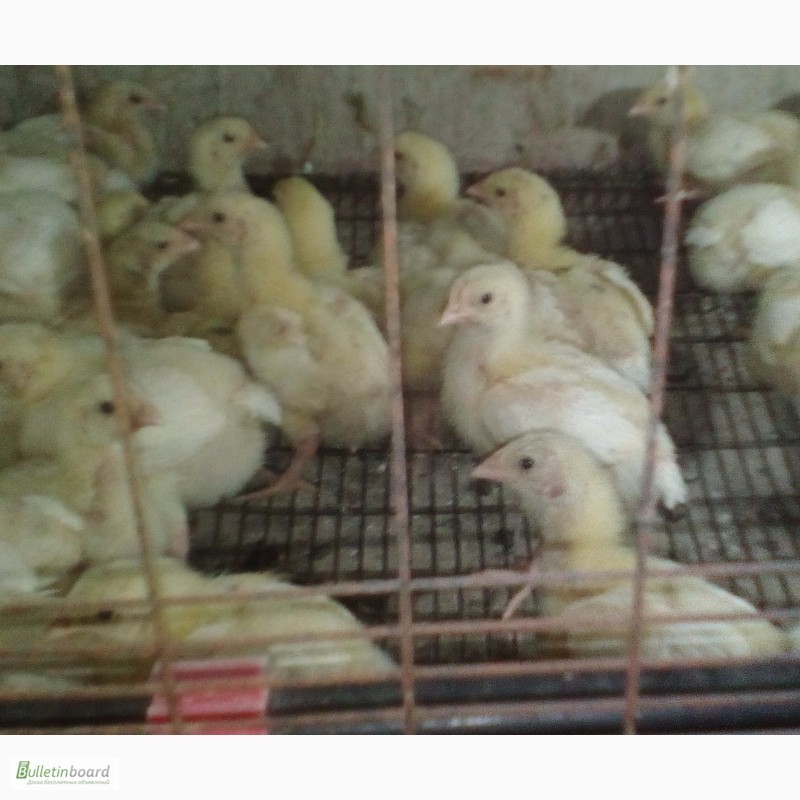 Фото 2. Яйца инкубационные и цыплята БРОЙЛЕРА КОББ 500