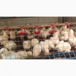Яйца инкубационные и цыплята БРОЙЛЕРА КОББ 500