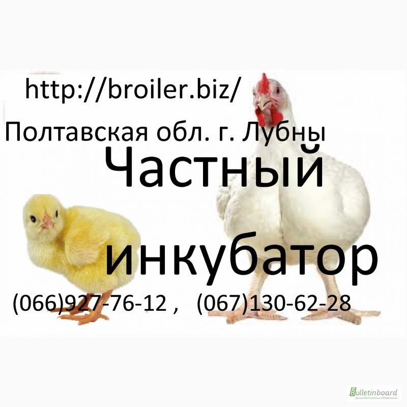 Фото 5. Яйца инкубационные и цыплята БРОЙЛЕРА КОББ 500