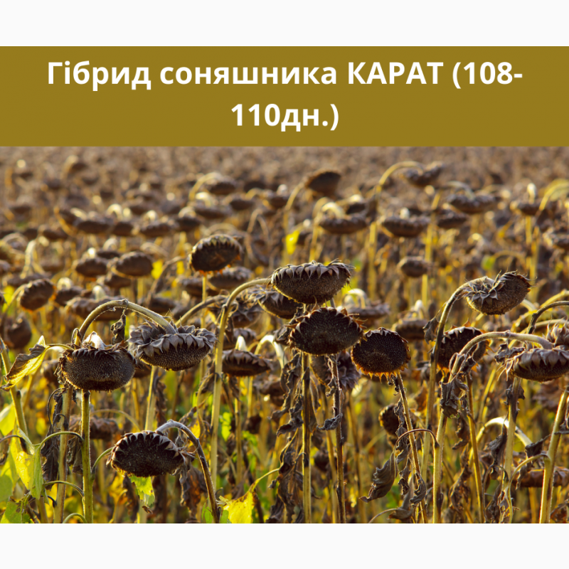 Фото 5. Продам насіння соняшника під Гранстар (50г/га)
