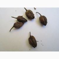 Семена табака Ксанти, 20грн-более 2000семян, есть несколько сортов