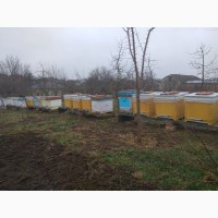 Продам бджолосімї Карніка