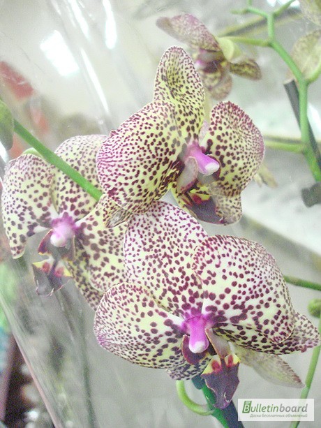 Фото 3. Купить Орхидеи, продажа орхидей, черная орхидея Киев