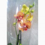 Купить Орхидеи, продажа орхидей, черная орхидея Киев