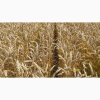 Насіння озимої пшениці Леммі