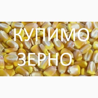 Закуповуємо кукурудзу у сільгоспвиробників з ПДВ, по Львівській області
