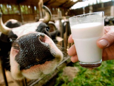 Фото 5. Сухое молоко Лактивит для телят поросят козлят
