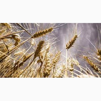 Семена озимой пшеницы РЕБЕЛЛ Франция