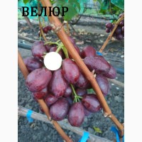 Продам черенки винограда десертных сортов